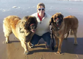 Vicky Wayling and two of her Leonbergers
