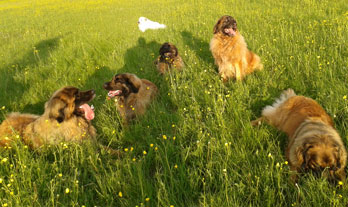 Vicky Wayling's Leonbergers