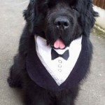 Dog tux bib