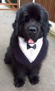 Dog tux bib