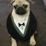 Dog tux bib