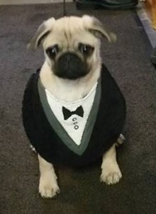 Dog tux bib